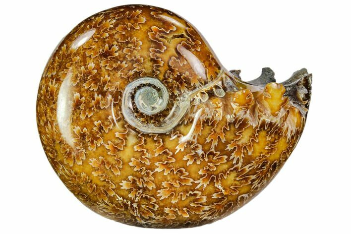 Polished, Agatized Ammonite (Cleoniceras) - Madagascar #110519